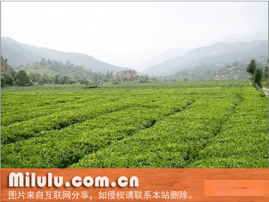 五房绿茶特产图片