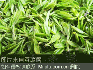 大足松茗茶特产图片