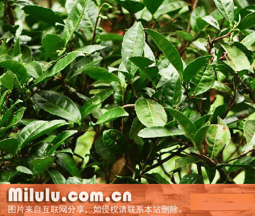 普洱茶特产图片