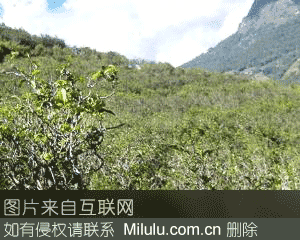永德茶叶特产图片