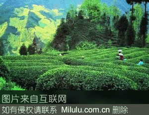 香炉山雾茶特产图片