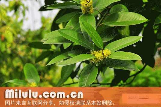 苦丁茶特产图片