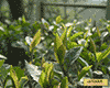 沿溪山白毛茶