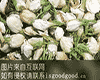 衡南茉莉花茶