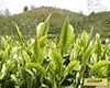 水城春茶