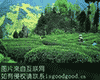 香炉山雾茶