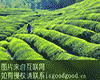 瑞安清明早茶